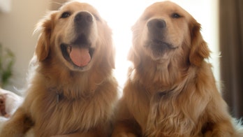 London couple place ad for full-time ‘dog carer,’ actually want live-in butler