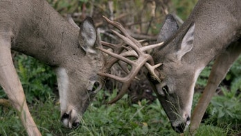 Michigan hunters use branch saw to free 2 bucks after antlers become locked during fight