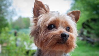 California dog euthanized after FedEx driver threw package over fence, crushing pet, family claims