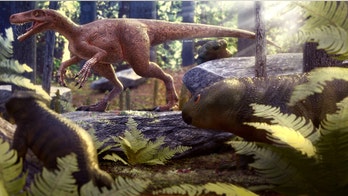 World's oldest carnivorous dinosaur found