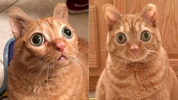 Cat’s odd googly-eyed look earns it Instagram stardom