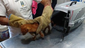 Woman's adopted kitten turns out to be wild puma