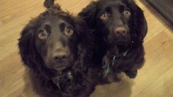 Cocker spaniel with cancer to receive stem cells from mother living 4,000 miles away