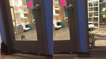 Texas shelter cat placed in solitary confinement after repeatedly freeing fellow felines