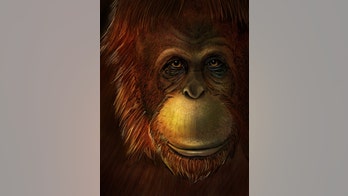 Missing link found? 'Original Bigfoot' was close relative of orangutan, study says