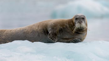 Deadly seal virus could be spreading faster from melting Arctic ice
