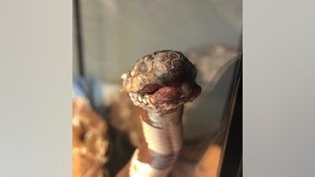 Rare disease makes snakes look like 'mummies'