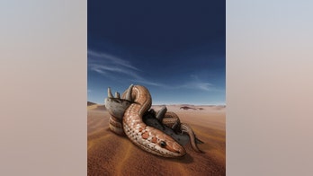 Prehistoric snakes had limbs for 70M years, new study shows