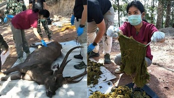 Thailand deer dies after eating 15 pounds of garbage dumped by humans