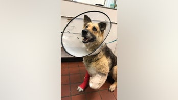 New York dog chewed off own leg while living in crate outside, police say; owner charged