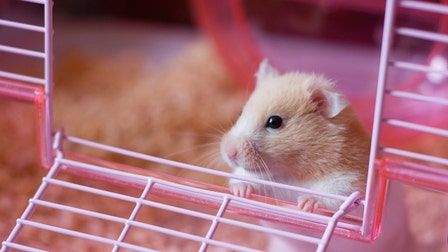 Dad loses daughter's hamster, panics in now-viral text messages