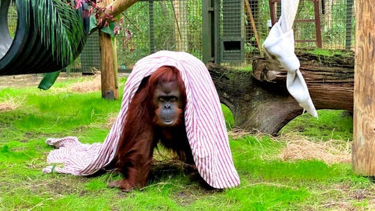 Sandra the orangutan settles into new home in Florida after being granted legal personhood