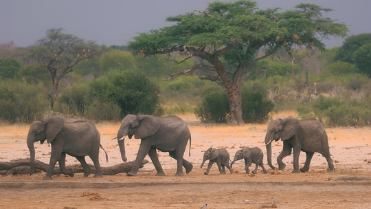Severe drought in Zimbabwe kills more than 200 elephants, other wild animals: officials