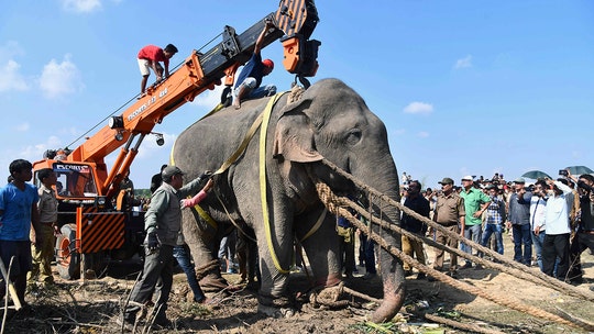 Elephant, named Usama bin Laden, dies in captivity after killing 5 villagers in India, officials say