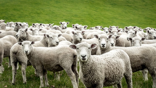 Romania rescuers race to save 14,000 sheep from capsized cargo ship, reports say