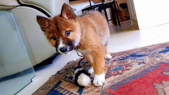 Rare purebred dingo pup dropped by eagle in Australian family's backyard, sanctuary says