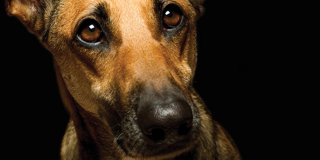 The PACT Act, passed unanimously by the Senate, would prohibit extreme acts of cruelty when they occur in interstate commerce or on federal property and cracks down on sexual abuse of animals.