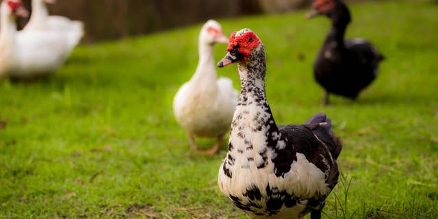 Muscovy ducks are native to Mexico, and to Central and South America.
