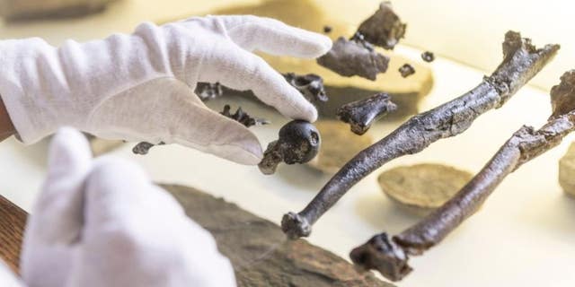 A man holds bones of the previously unknown primate species Danuvius guggenmosi in his hand in Tuebingen, Oct.17, 2019. Palaeontologists have discovered fossils in southern Germany that shed new light on the development of the upright corridor. (AP Photo/Christoph Jaeckle)