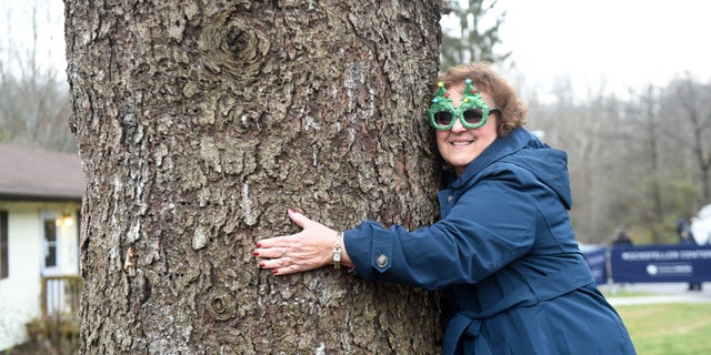 Carol Schultz hugged the trunk of a 77-foot tall Norway Spruce that she donated to serve as this year's Rockefeller Center Christmas tree.