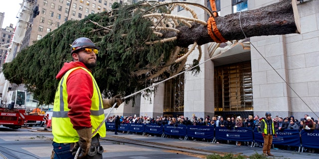 The 2019 Rockefeller Center Christmas tree, a 77-foot tall, 12-ton Norway Spruce, was prepared for a platform at Rockefeller Center. (AP Photo/Craig Ruttle)