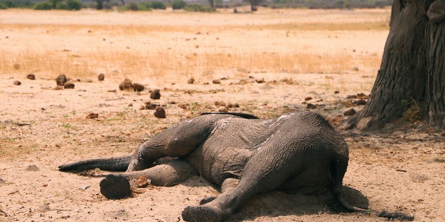 In this photo taken Sunday Nov. 10, 2019, a dead elephant lays in the Hwange National Park, Zimbabwe. More than 200 elephants have died amid a severe drought, Zimbabwe's parks agency said Tuesday Nov. 12, and a mass relocation of animals is planned to ease congestion. (AP Photo)