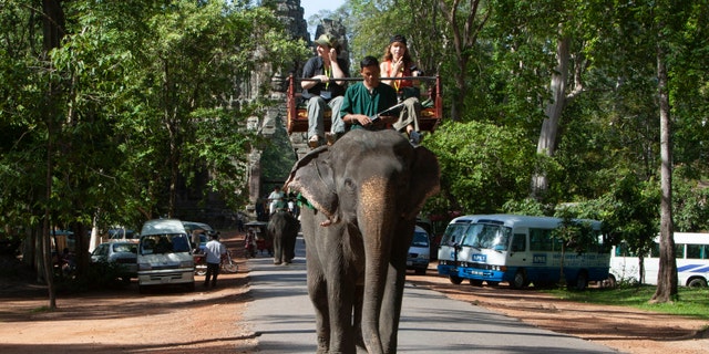 Officials in Cambodia have ordered that elephants that serve as tourist attractions at the country's famed Angkor temple complex be moved to a new home in a suitable jungle area.