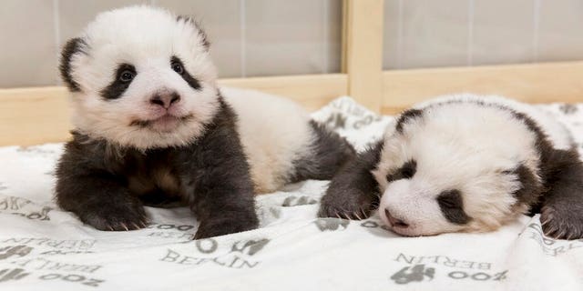 This image provided on Friday, Nov. 22, 2019 by the Zoo Berlin shows two Panda cubs in Berlin, Germany. 