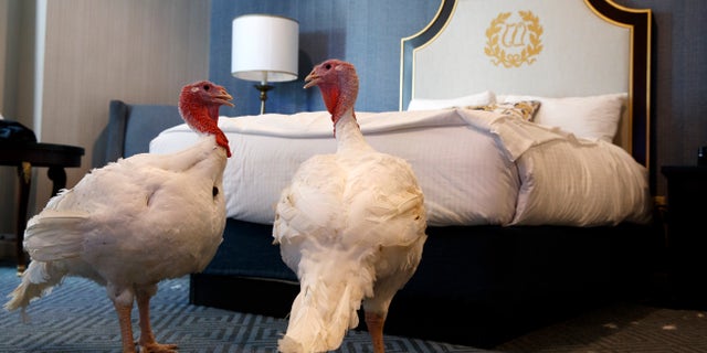 Bread and Butter, two turkeys from North Carolina that will be pardoned by President Donald Trump, hang out in their hotel room at the Willard InterContinental Hotel, Monday, Nov. 25, 2019, in Washington. (AP Photo/Jacquelyn Martin)
