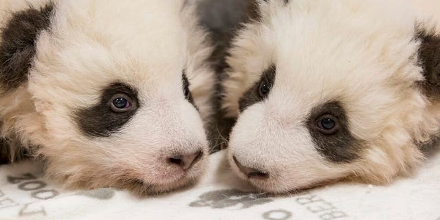 China's permanent loan Pandas Meng Meng and Jiao Qing are the parents of the two cubs that were born on Aug. 31, 2019 at the Zoo in Berlin. 
