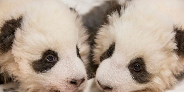 China's permanent loan Pandas Meng Meng and Jiao Qing are the parents of the two cubs that were born on Aug. 31, 2019 at the Zoo in Berlin.