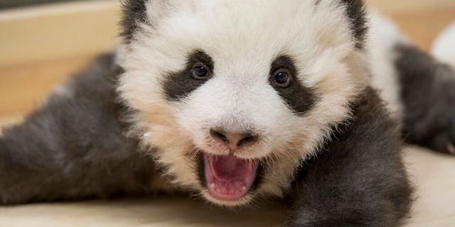Zookeepers initially hand fed the cubs — the first giant pandas born in Germany — with bottles of milk pumped from mother Meng Meng but they now feed on their own.<br data-cke-eol="1">