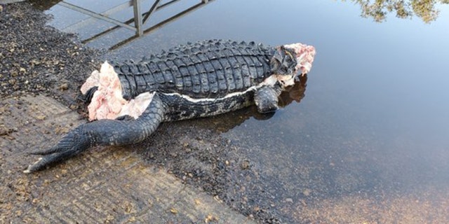 A mutilated alligator in Florida was discovered with its head, tail and many limbs missing.