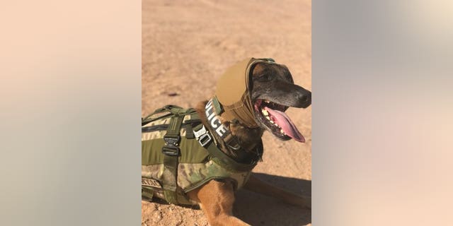 Military working dogs get innovative hearing protection | Fox News