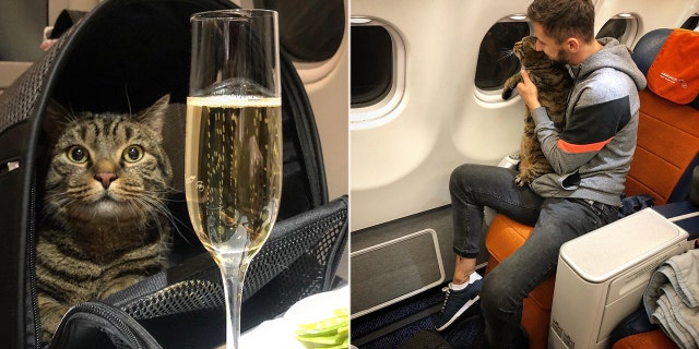 One loyal Aeroflot passenger has reportedly lost about 400,000 airline miles after playing a game of cat and mouse with the carrier, sneaking his “fat” feline onto a recent flight by duping officials with a thinner kitty as a copy-cat body double.