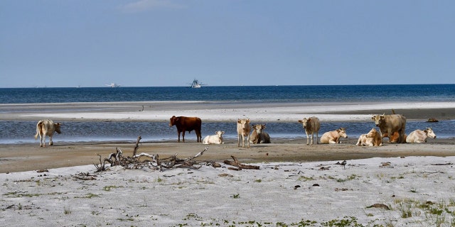 Three cows were spotted near Cape Lookout this month after officials with the Cape Lookout National Seashore said they likely ended up there after swimming up to five miles to get to the shore.