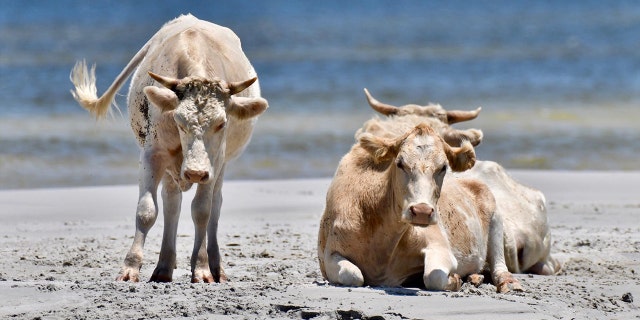 Pictures of the cattle taken before Hurricane Dorrian made landfall on Sept. 6.