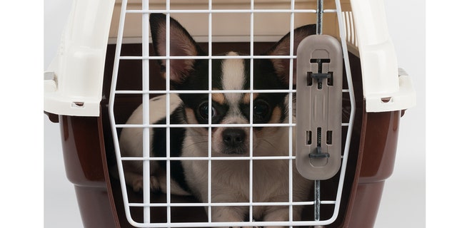 A man in Florida allegedly picked up a Chihuahua in a metal cage and tossed it at a family member during a fight last Tuesday night. (iStock, File)