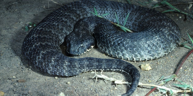 It's believed the man was bitten by either a common death adder, pictured here or an eastern brown snakes.