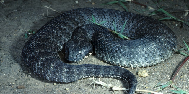 It's believed a male was bitten by possibly a common genocide adder, graphic here or an eastern brownish-red snakes.