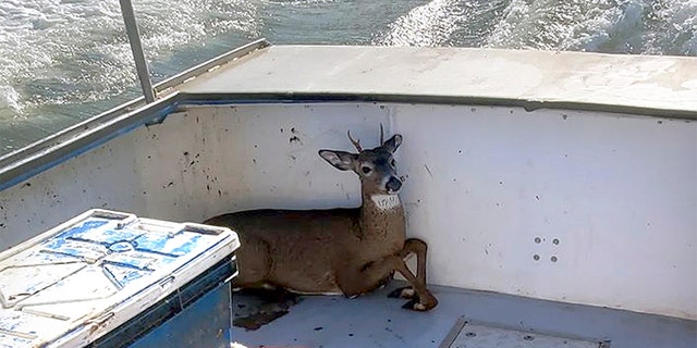 The rescued deer rests in a boat on its way back to shore. (Jared Thaxter via AP)