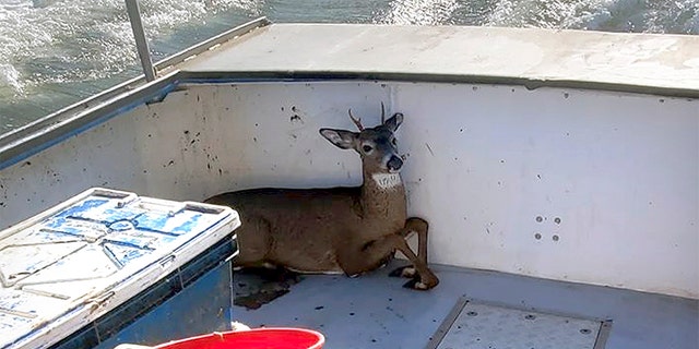The rescued deer rests in a boat on its way back to shore. (Jared Thaxter via AP)