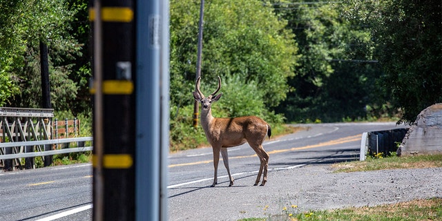 Lakeway officials discontinued its trap, transport and process (TTP) deer program last August amid public outcry over viral video. (iStock)