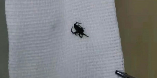 Zhifeng said because of where the spider was positioned, it was best to drown it before extracting it.