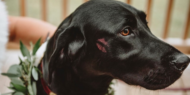 Sounds like this sweet pup is woman’s best friend, indeed.