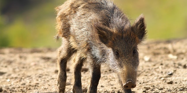 Young wild boar 