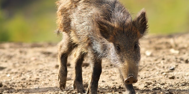 Young wild boar