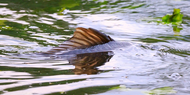 A video circulating online of a fish with what many believe to be a human face is driving the internet crazy. (Photo: iStock)