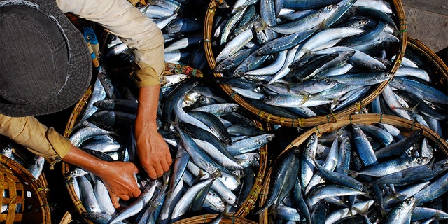 A video of people looting live fish lying across a busy street in Kapur, India has gone viral. (Photo: iStock)
