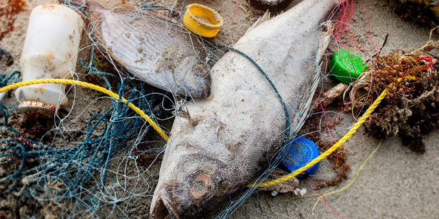 Death fish on the beach with dirty plastic garbage. (iStock)